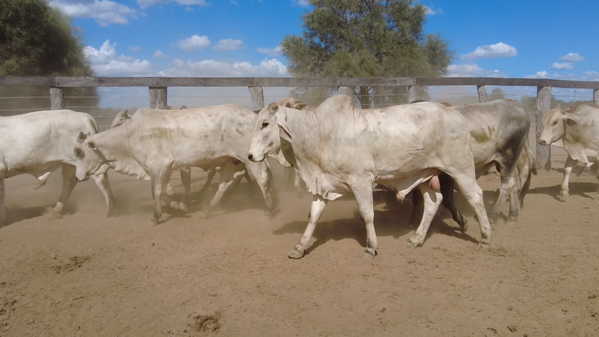 Feria de Plata ─ lote 32.3
