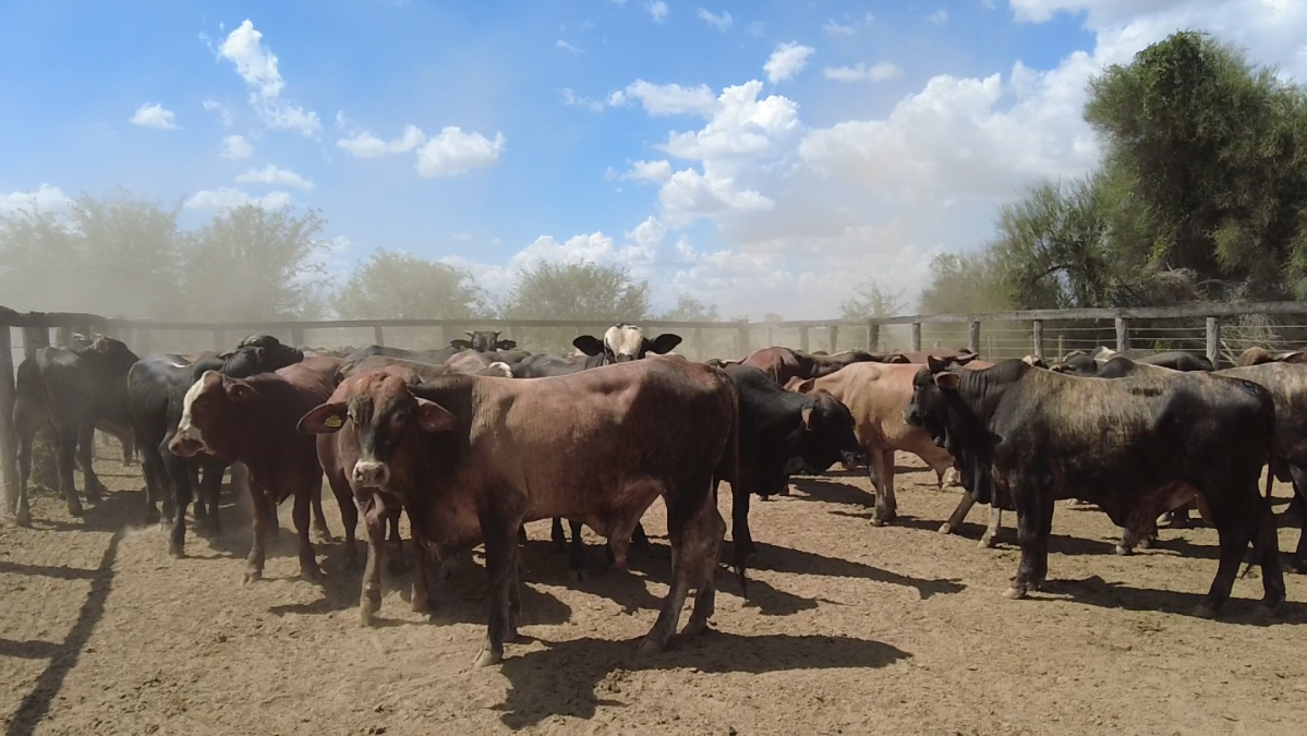 Feria de Plata ─ lote Lote 33 – N° insp. 6014