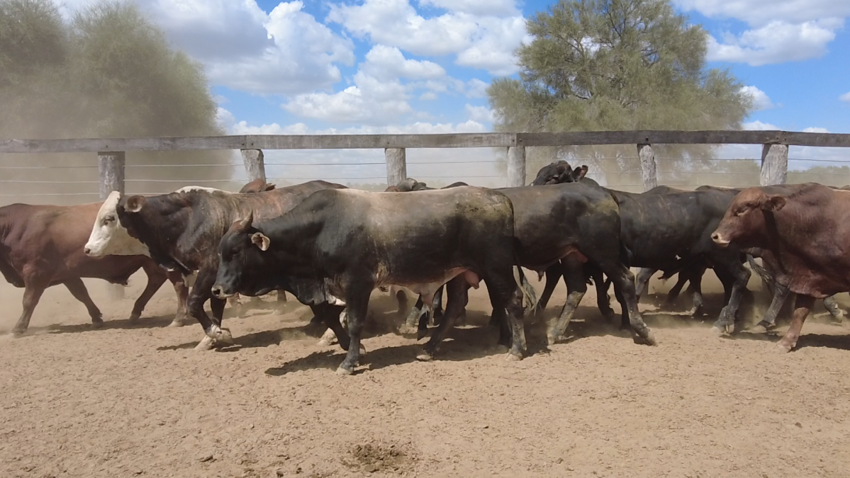 Feria de Plata ─ lote 33.2