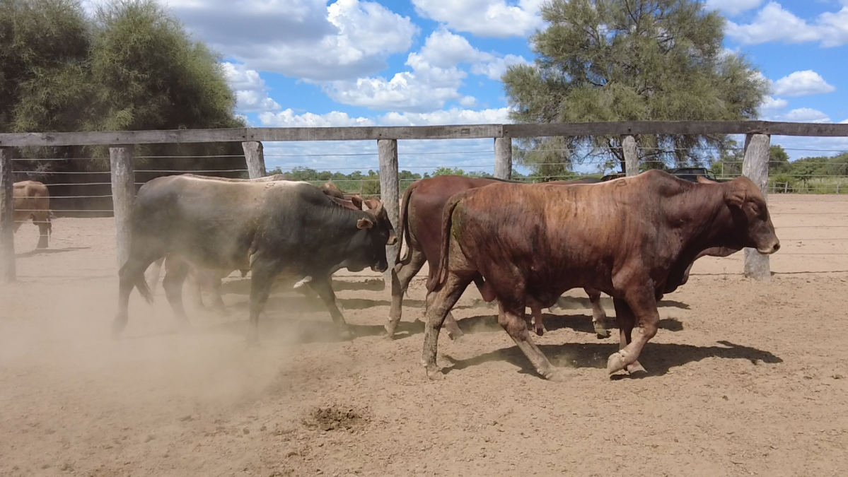 Feria de Plata ─ lote 33.4