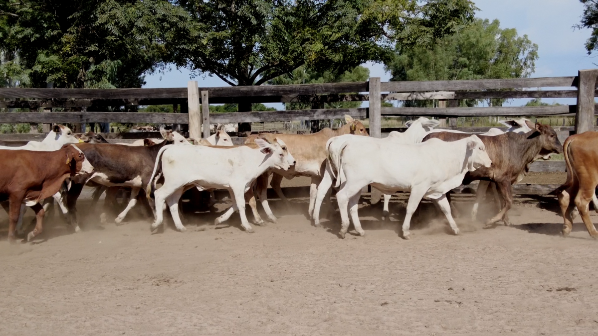 Feria de Plata ─ lote 34.1