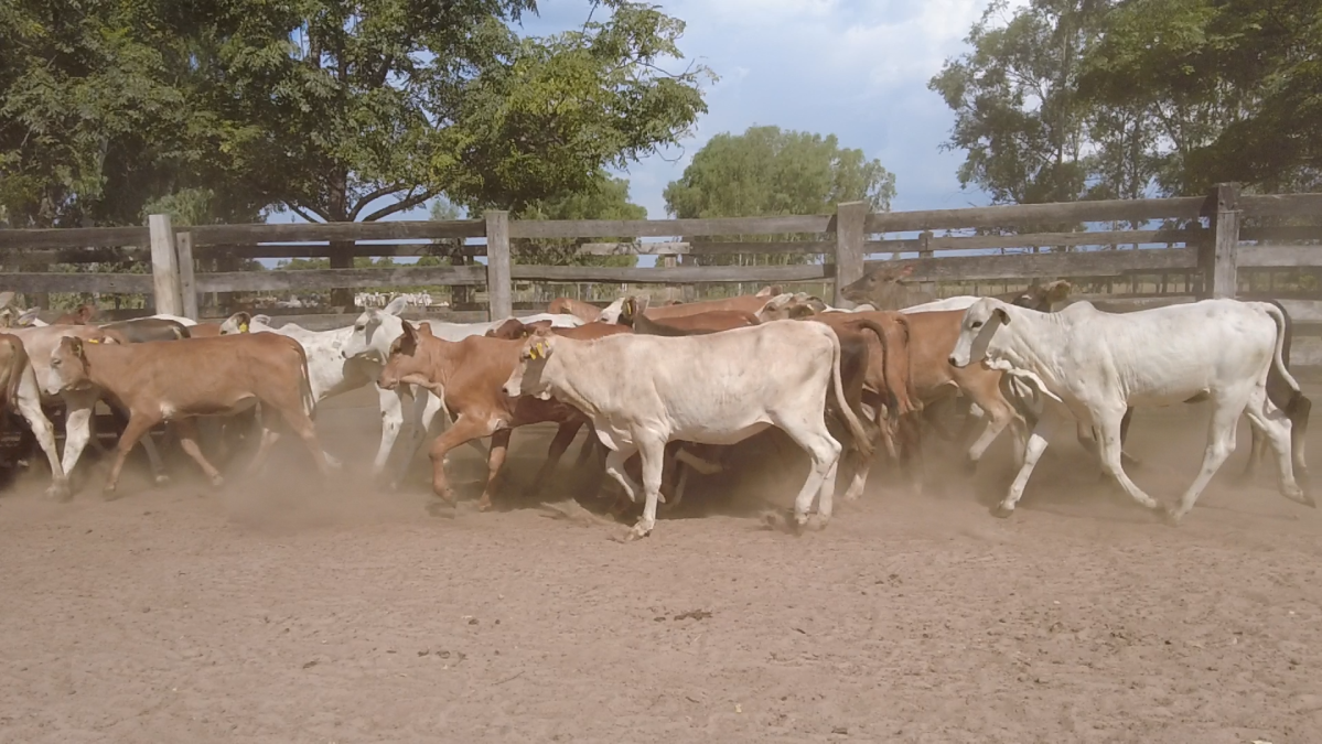 Feria de Plata ─ lote 34.2