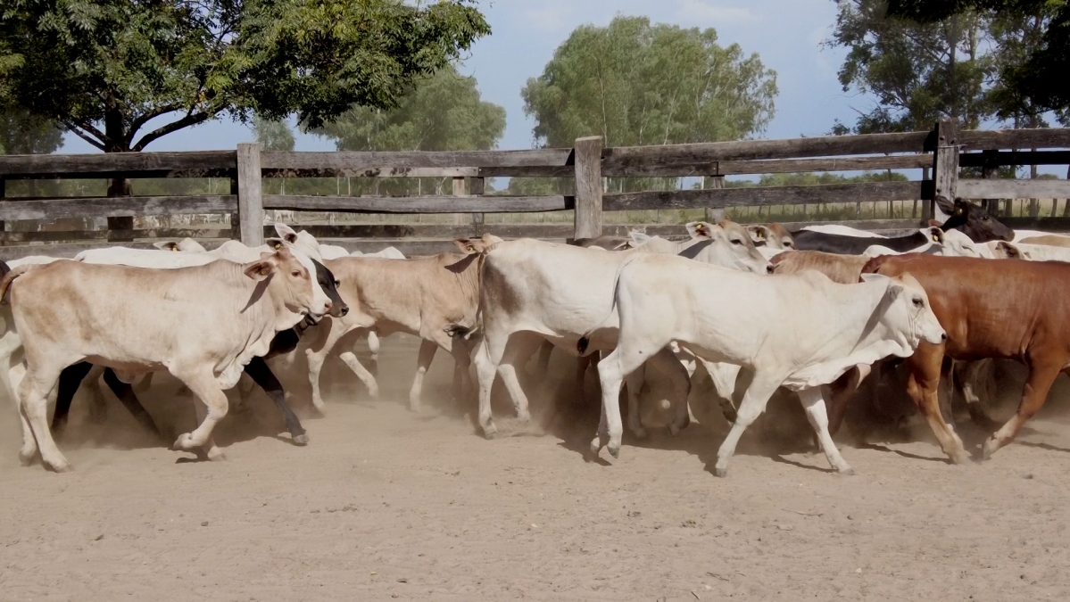 Feria de Plata ─ lote Lote 34 – N° insp. 6011