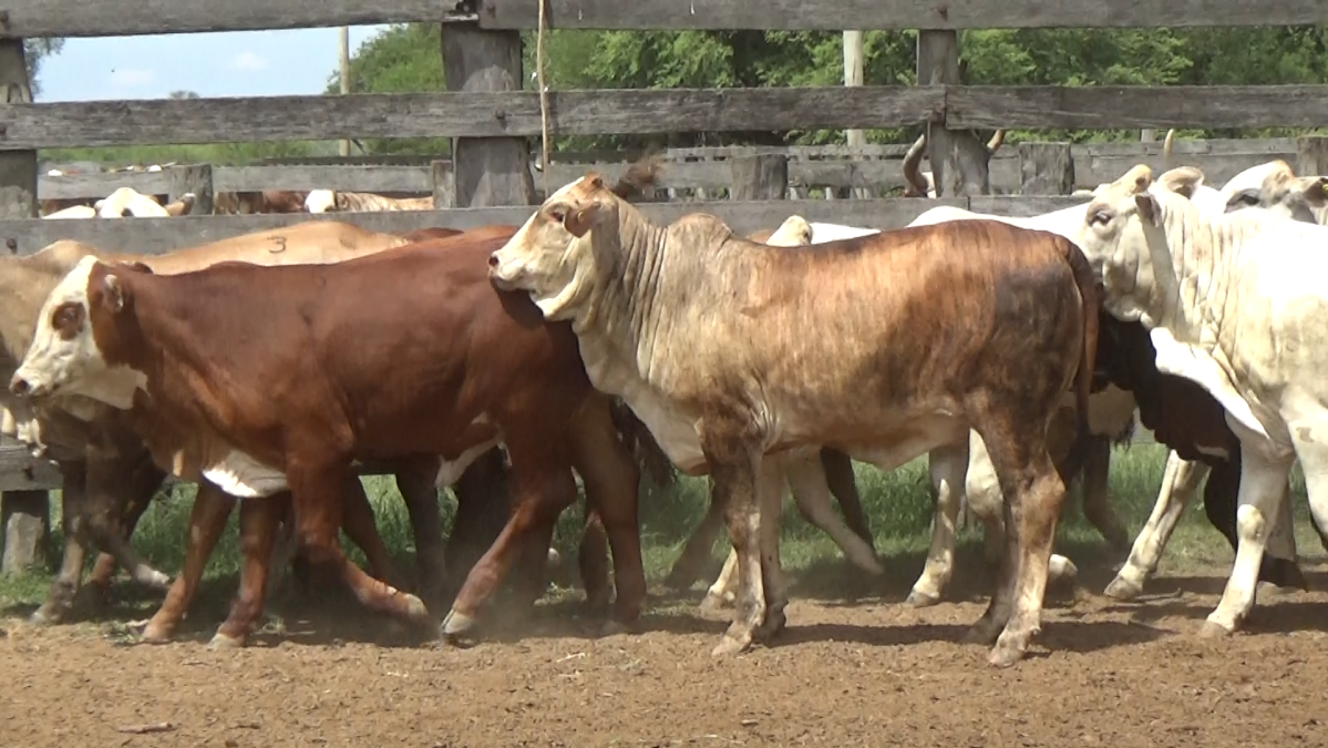 Feria de Plata ─ lote 35.1
