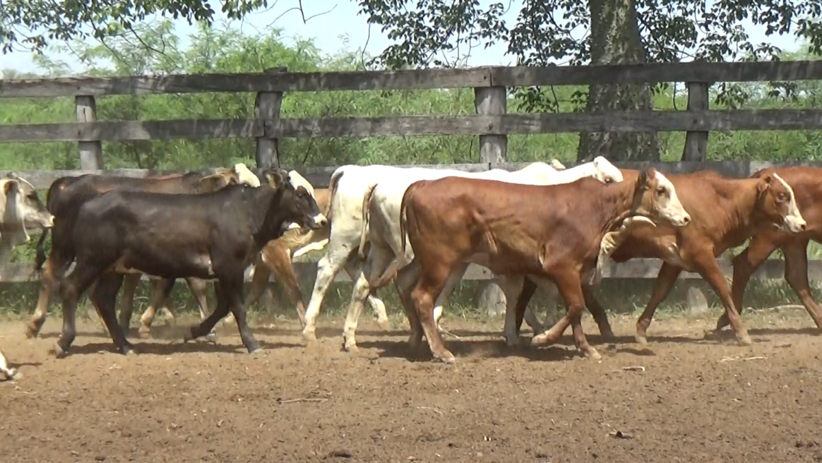 Feria de Plata ─ lote Lote 35 – N° insp. 5844