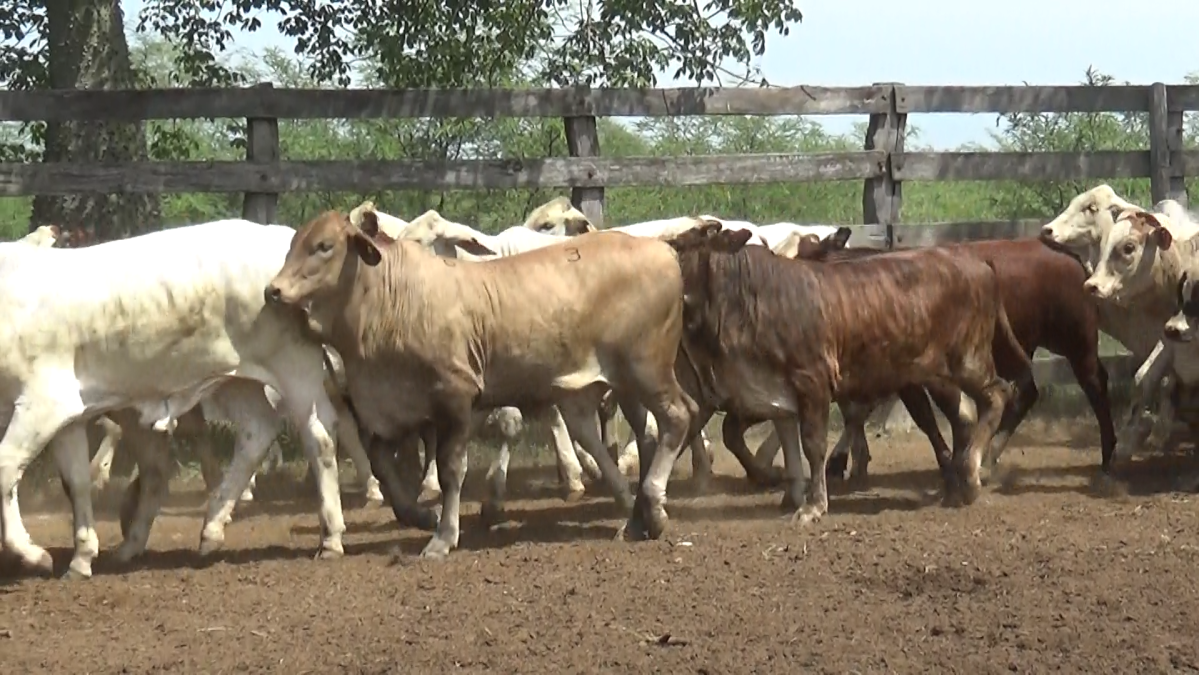 Feria de Plata ─ lote 35.3