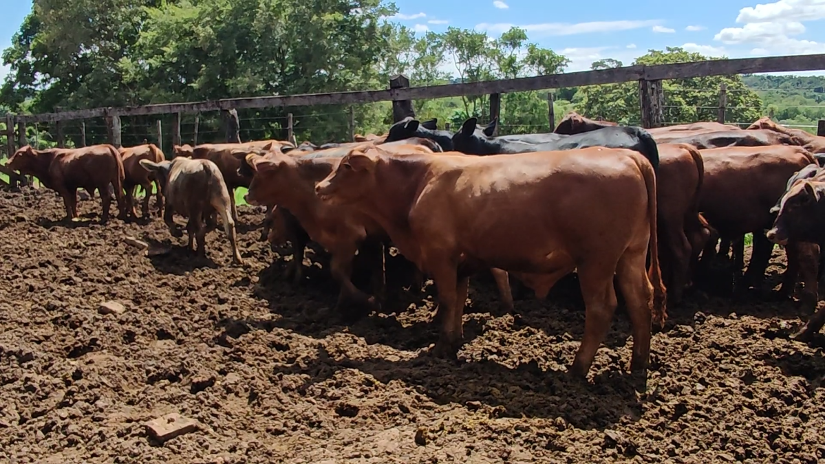 Feria de Plata ─ lote 36.1