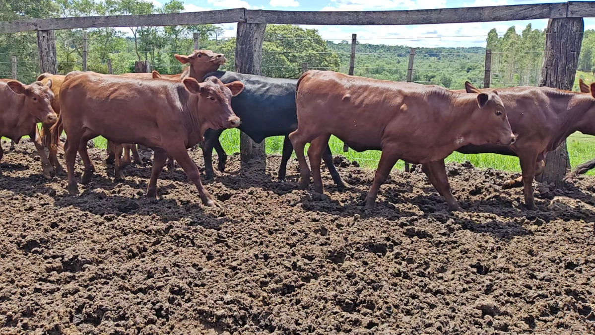 Feria de Plata ─ lote Lote 36 – N° insp. 6251