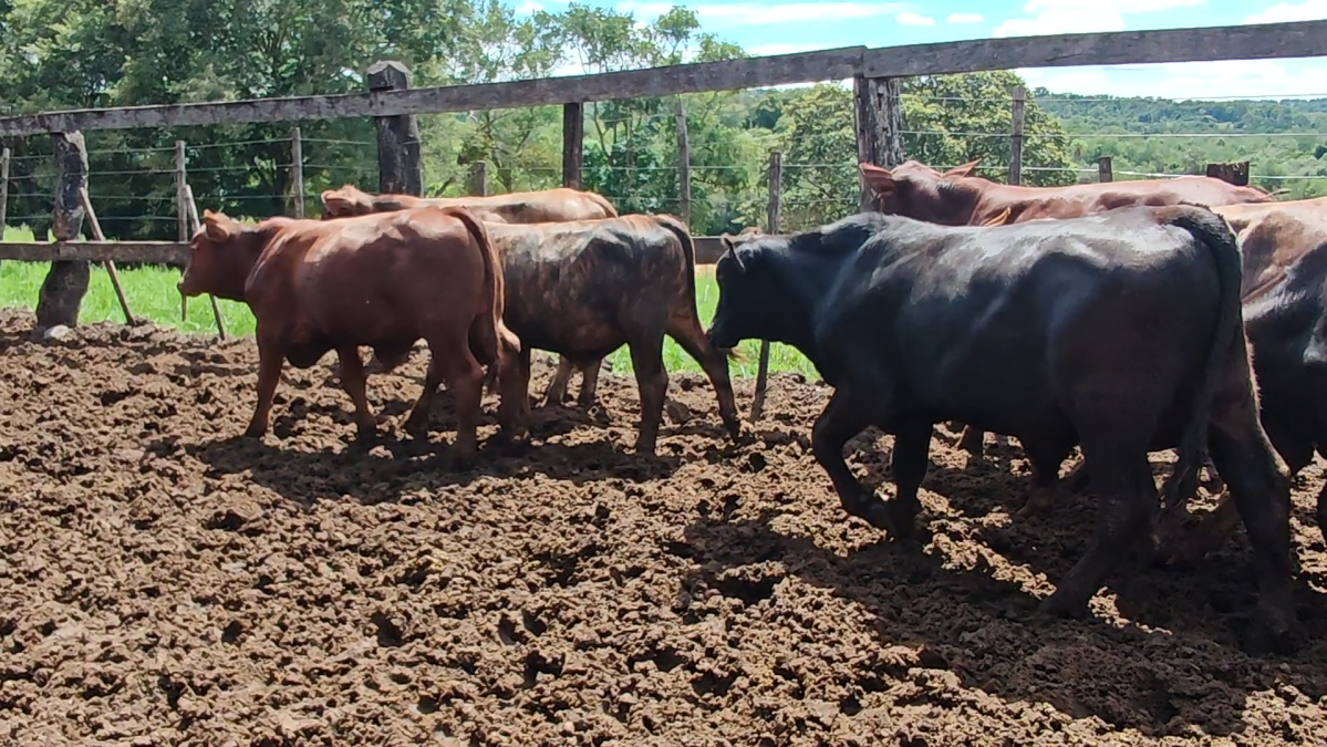 Feria de Plata ─ lote 36.3