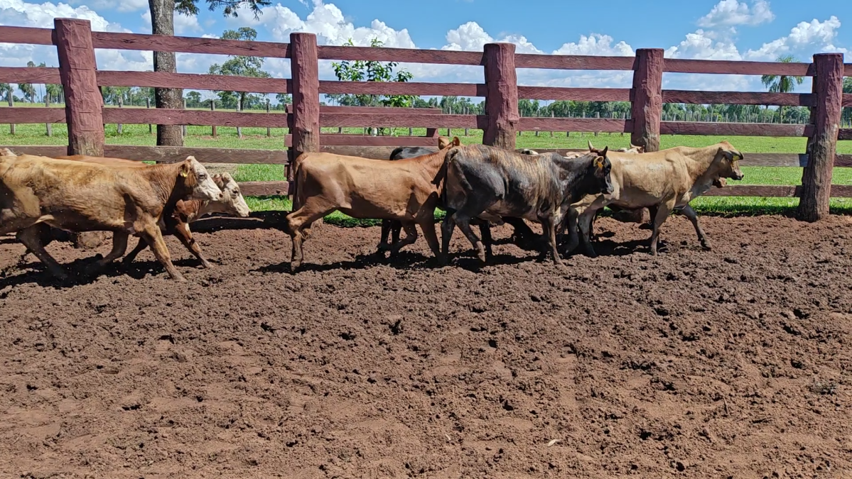 Feria de Plata ─ lote 37.1