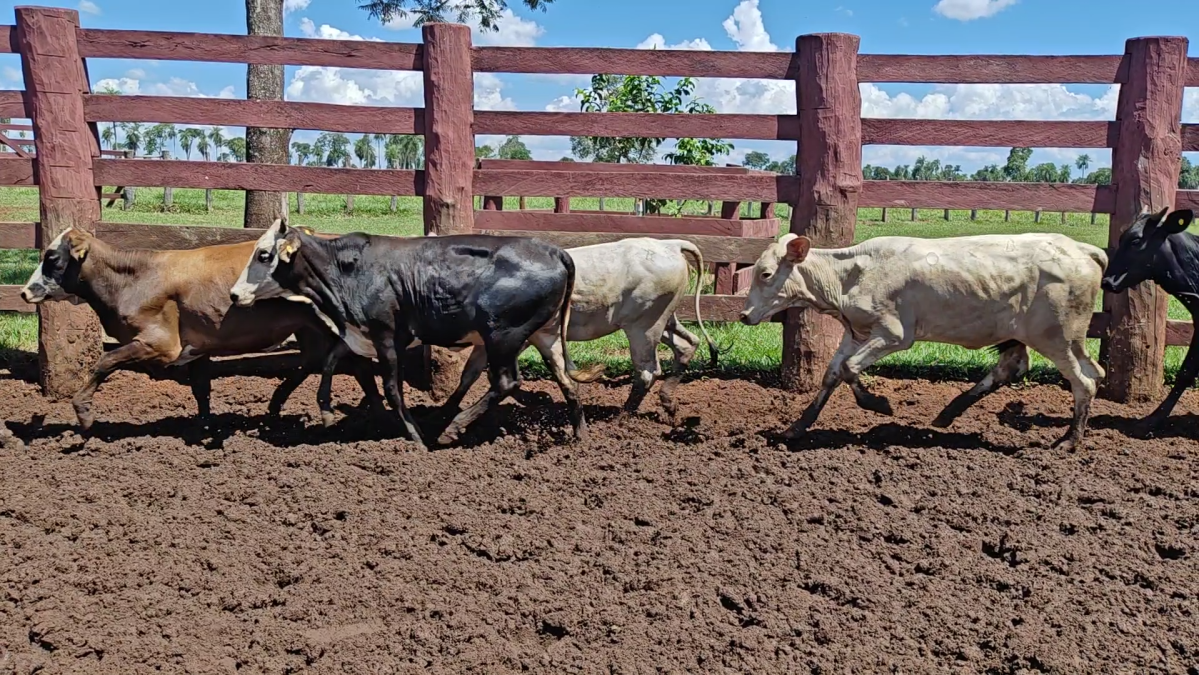 Feria de Plata ─ lote Lote 37 – N° insp. 6254