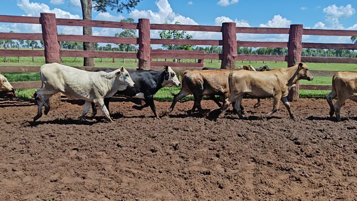 Feria de Plata ─ lote 37.3