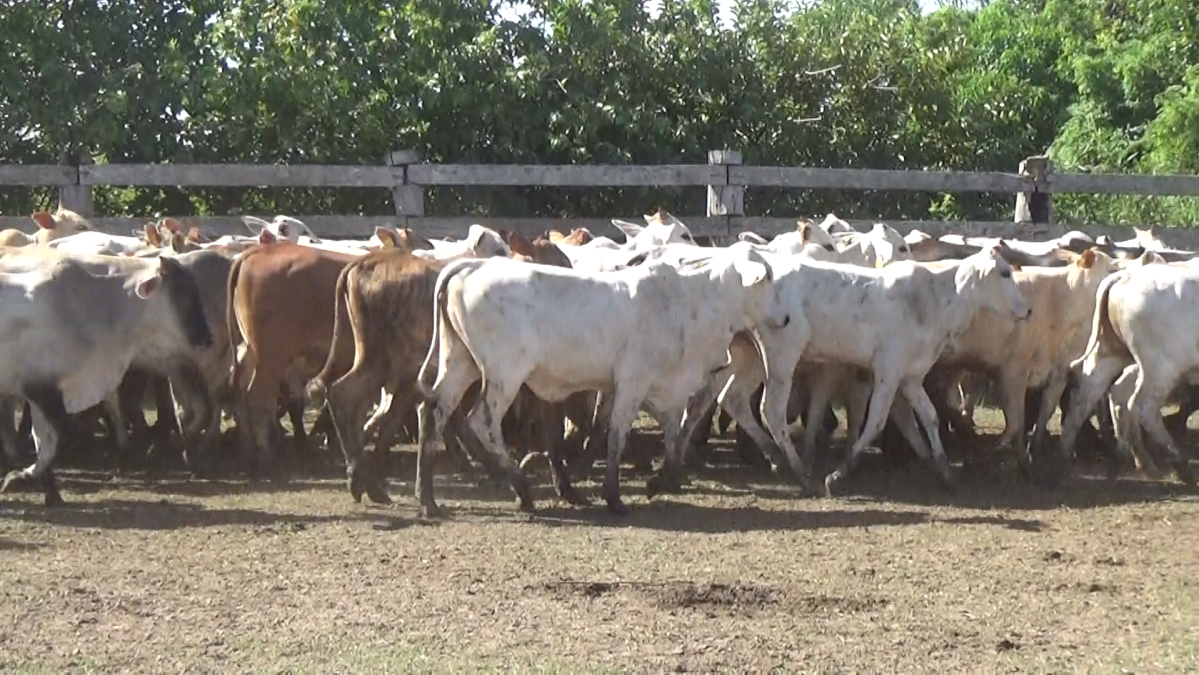 Feria de Plata ─ lote 38.1