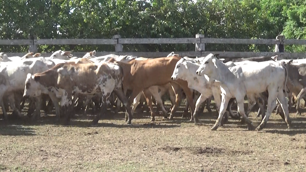 Feria de Plata ─ lote Lote 38 – N° insp. 5935