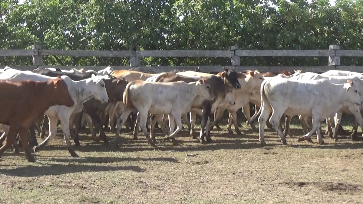 Feria de Plata ─ lote 38.3