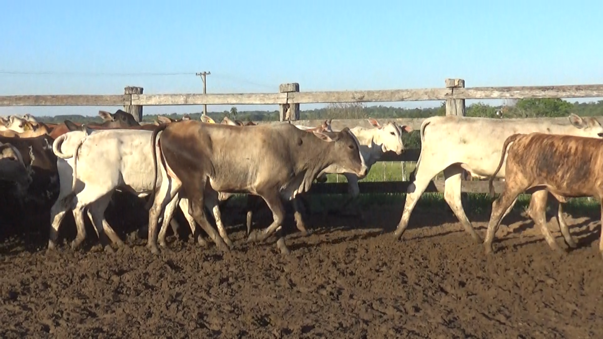 Feria de Plata ─ lote 39.1