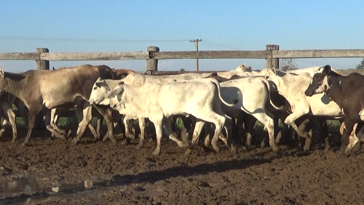 Feria de Plata ─ lote Lote 39 – N° insp. 5941