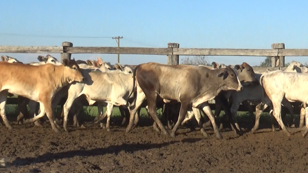 Feria de Plata ─ lote 39.3