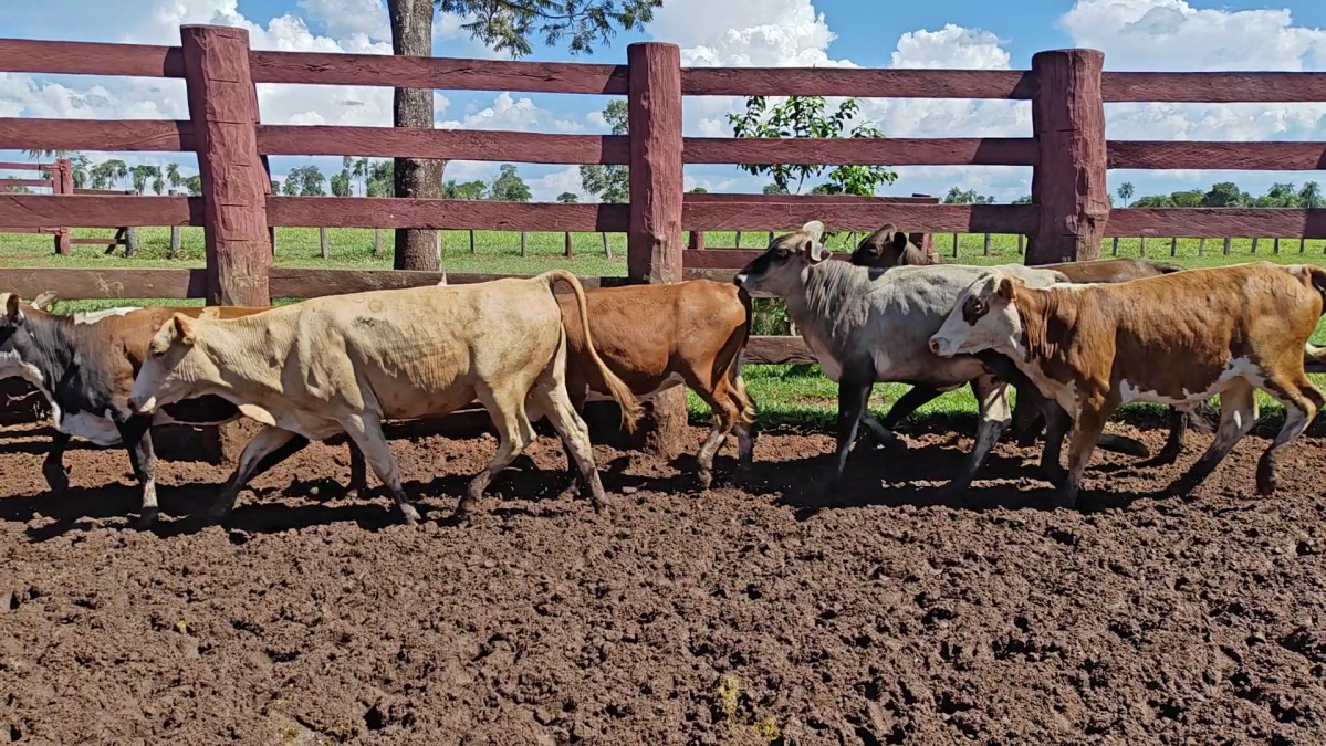 Feria de Plata ─ lote 40.1