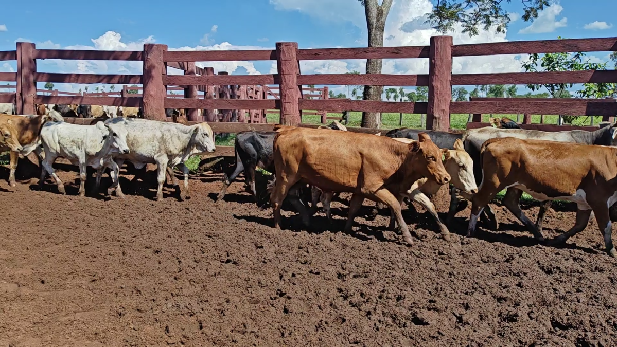 Feria de Plata ─ lote 40.2