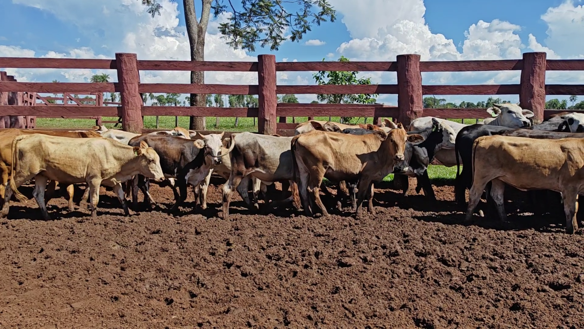 Feria de Plata ─ lote Lote 40 – N° insp. 6253