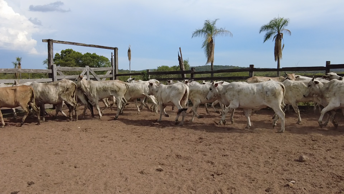 Feria de Plata ─ lote Lote 41 – N° insp. 6013