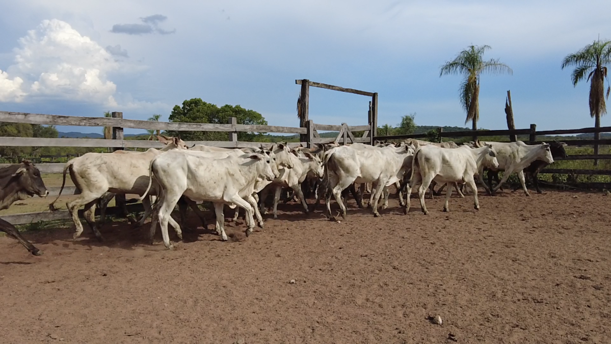 Feria de Plata ─ lote 41.2