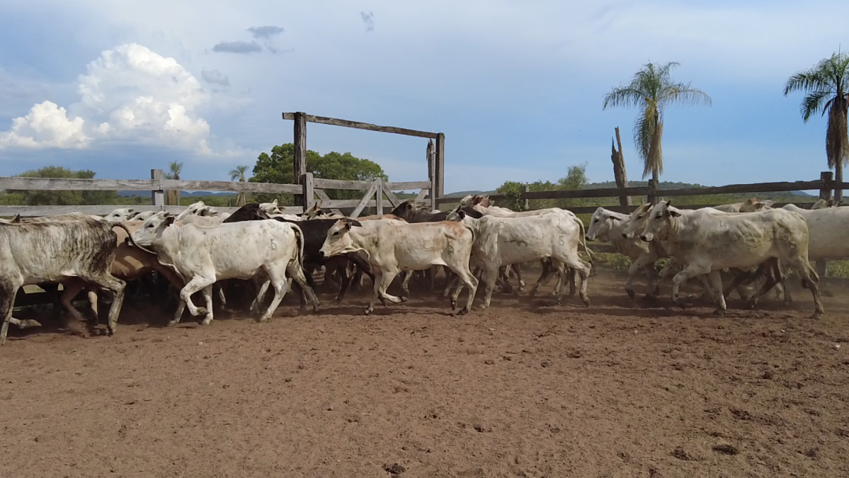 Feria de Plata ─ lote 41.3