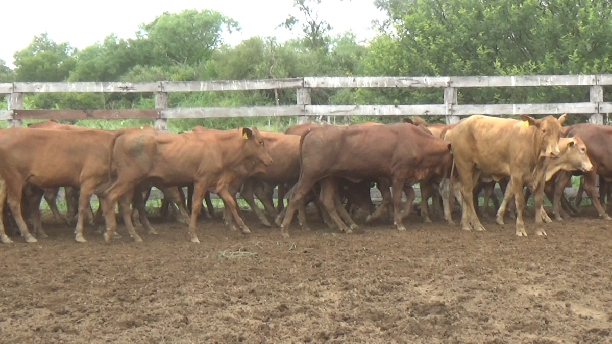 Feria de Plata ─ lote 42.1