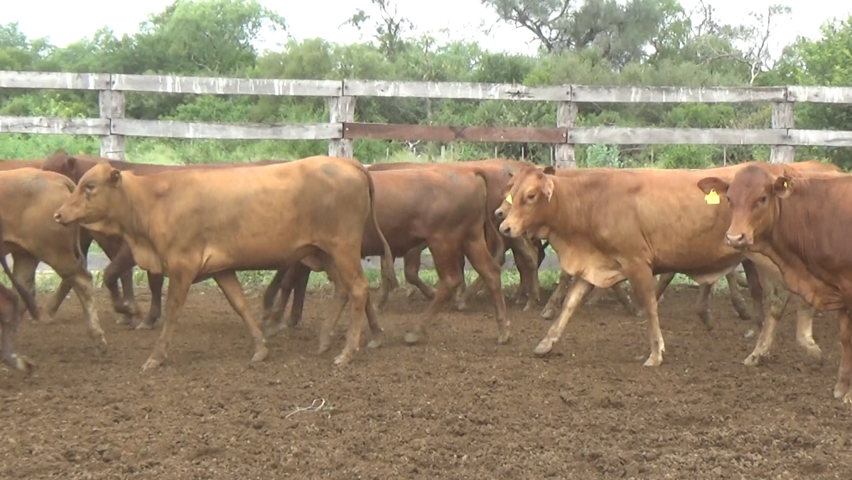 Feria de Plata ─ lote Lote 42 – N° insp. 5850