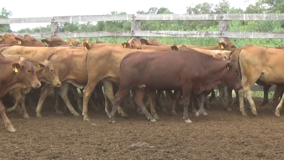 Feria de Plata ─ lote 42.3