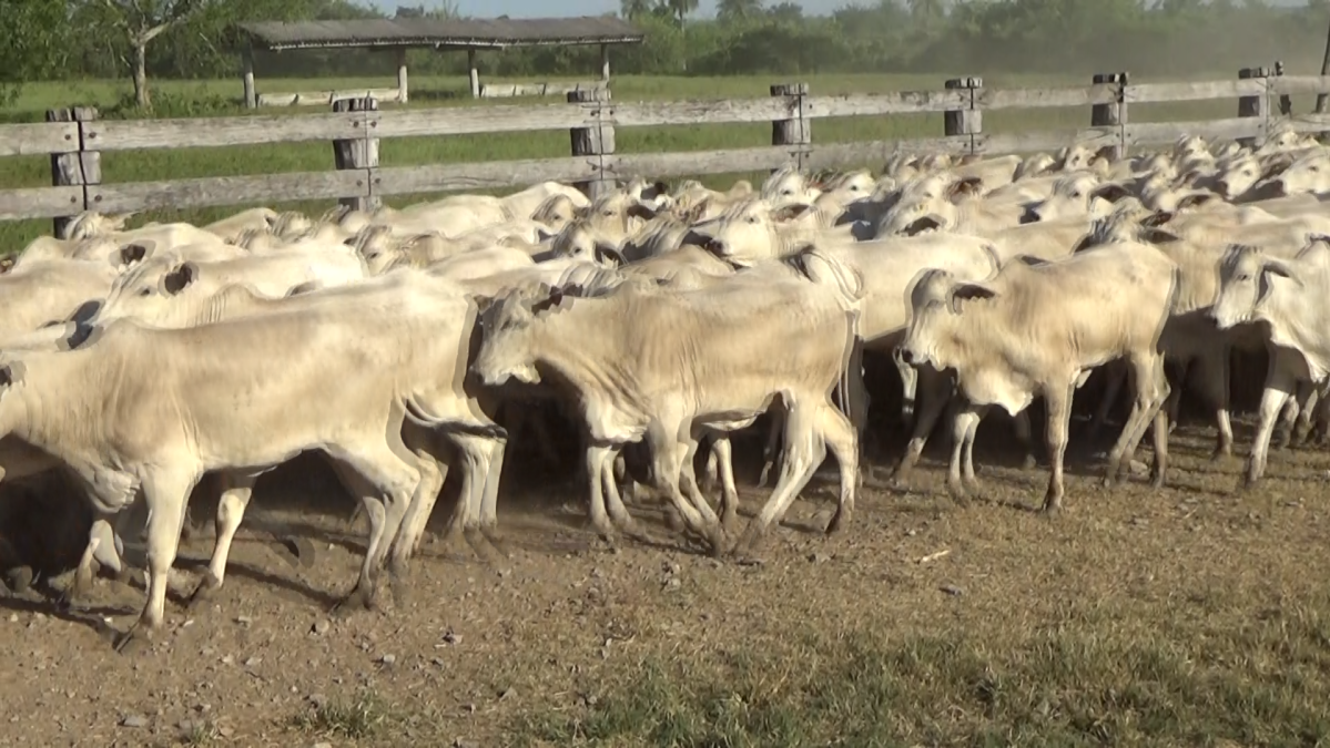 Feria de Plata ─ lote 43.1