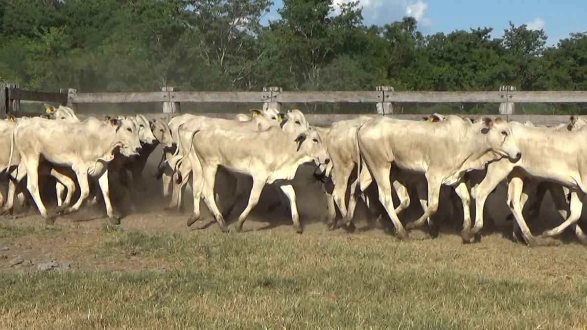 Feria de Plata ─ lote 43.2