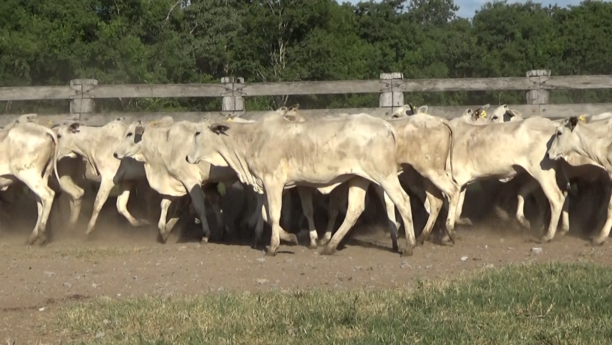 Feria de Plata ─ lote Lote 43 – N° insp. 5981