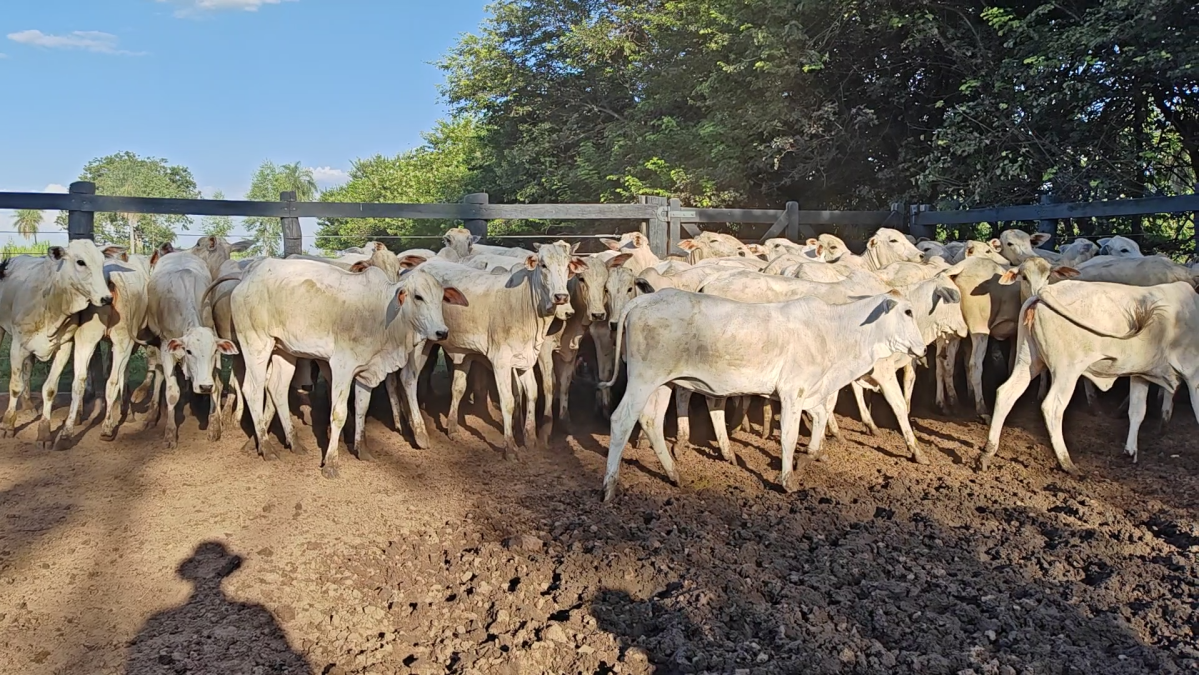 Feria de Plata ─ lote Lote 44 – N° insp. 6255