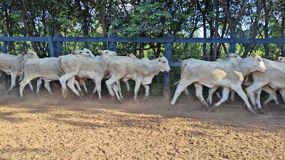 Feria de Plata ─ lote 44.2
