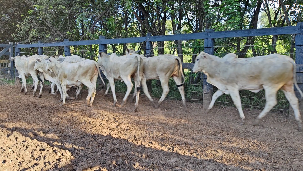 Feria de Plata ─ lote 44.3