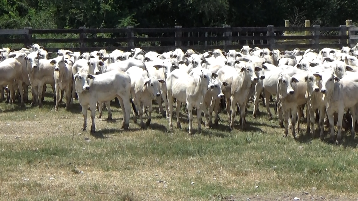 Feria de Plata ─ lote Lote 45 – N° insp. 5980