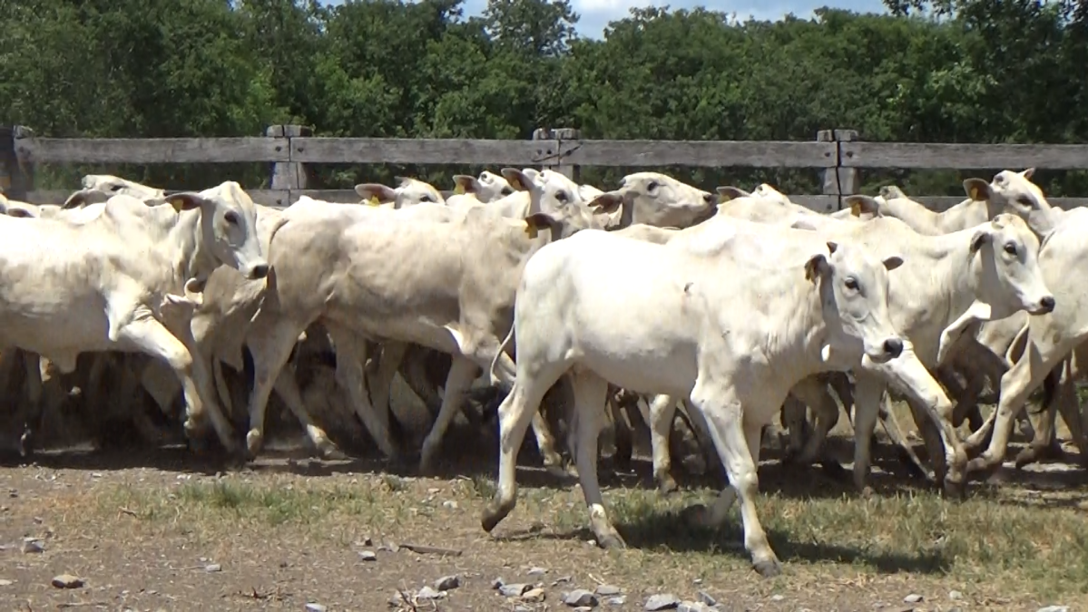 Feria de Plata ─ lote 45.2
