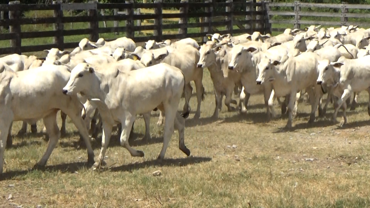 Feria de Plata ─ lote 45.3