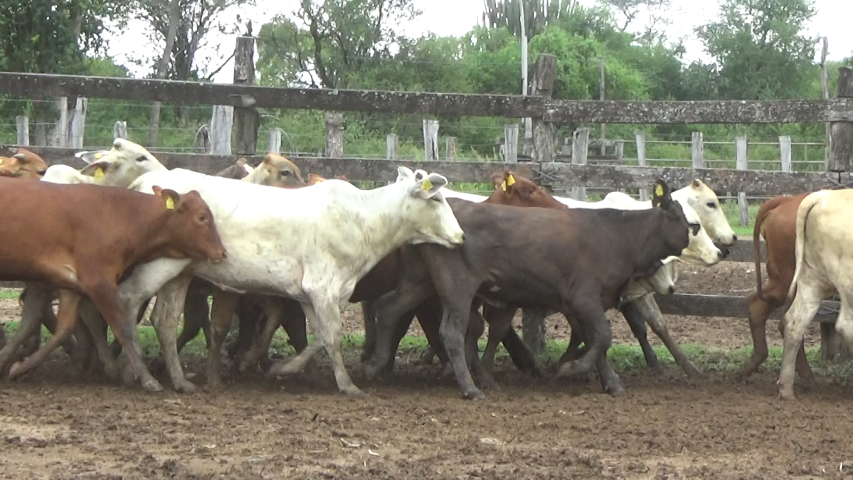 Feria de Plata ─ lote 46.1