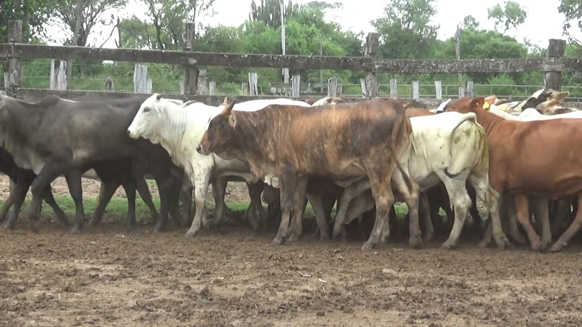 Feria de Plata ─ lote 46.2