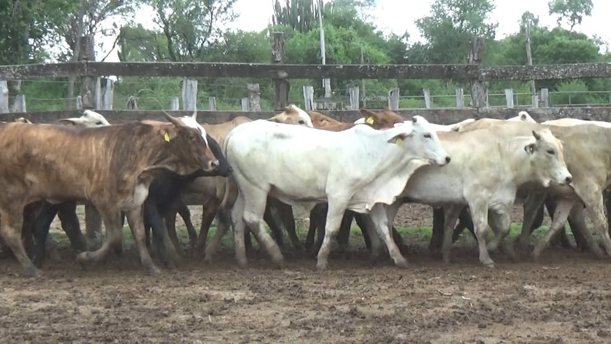 Feria de Plata ─ lote Lote 46 – N° insp. 5848