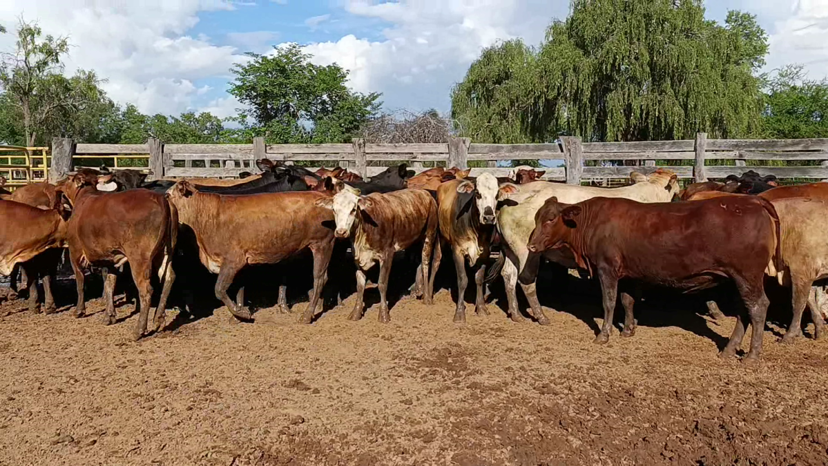 Feria de Plata ─ lote Lote 47 – N° insp. 5862