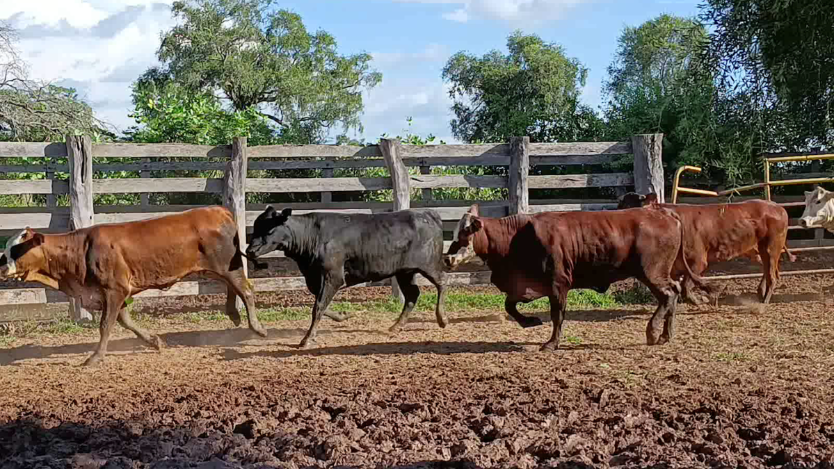 Feria de Plata ─ lote 47.3