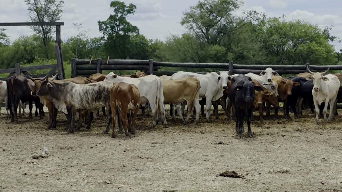 Feria de Plata ─ lote Lote 48 – N° insp. 6101