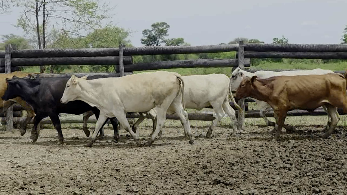 Feria de Plata ─ lote 48.2
