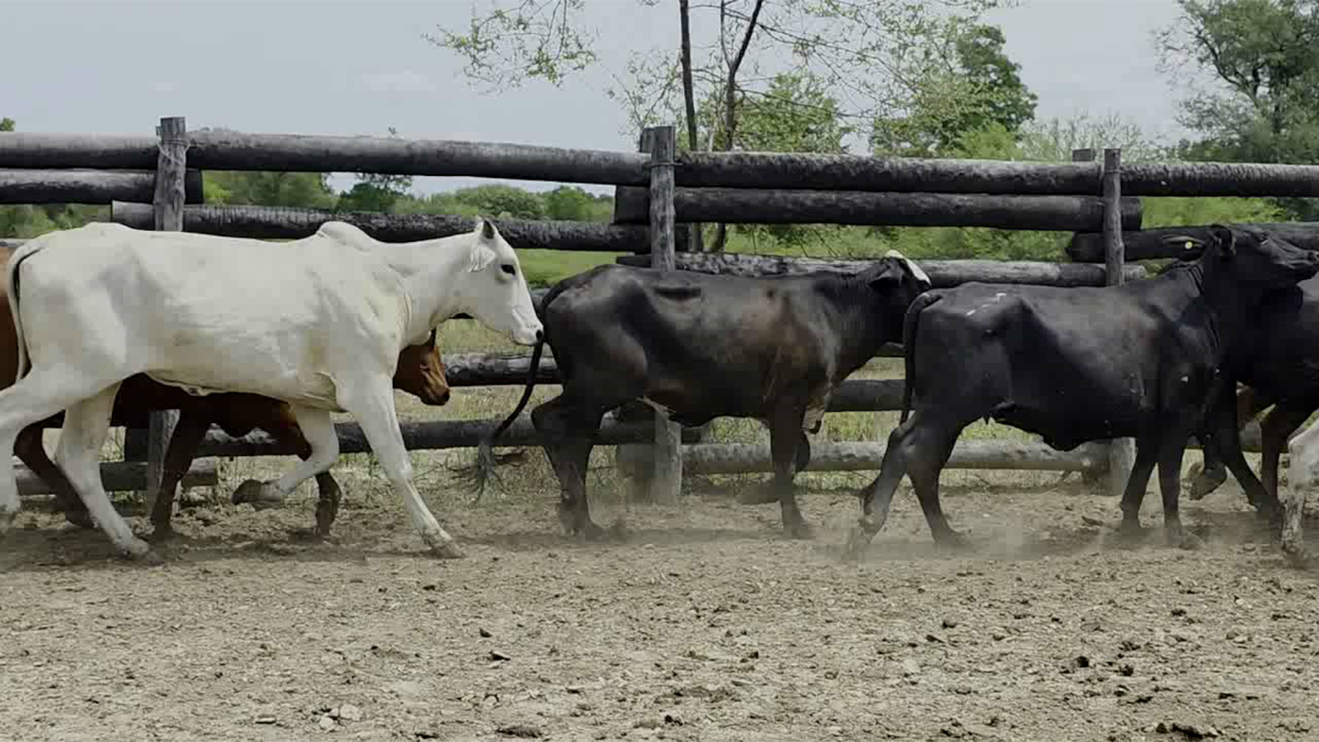 Feria de Plata ─ lote 48.3