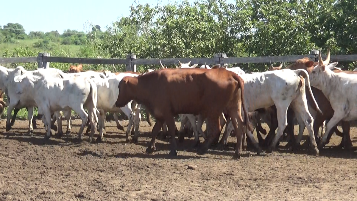 Feria de Plata ─ lote 49.1