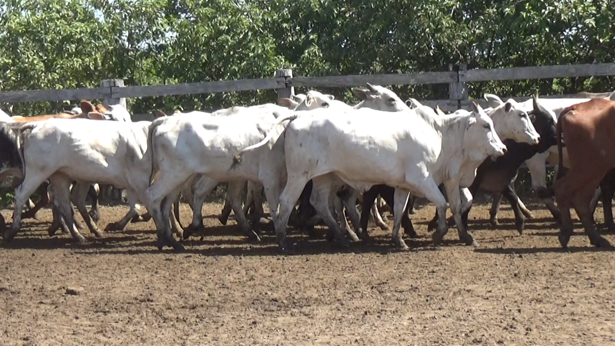 Feria de Plata ─ lote 49.2